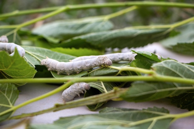 Silkworm eats the leaves of Morus Alba mulberries