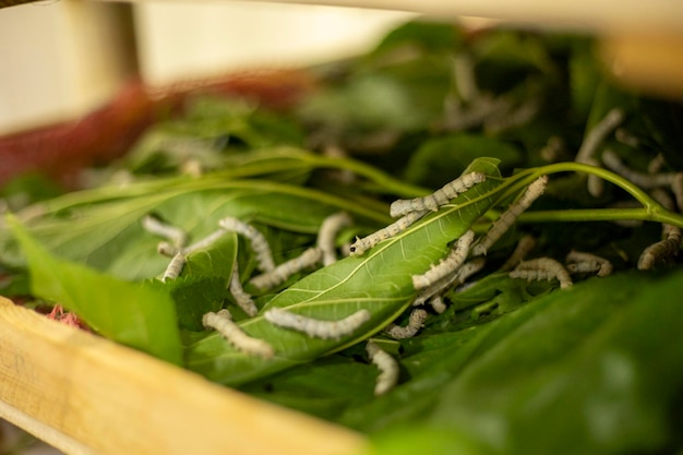 The silkworms at a breeding station in Samarkanda