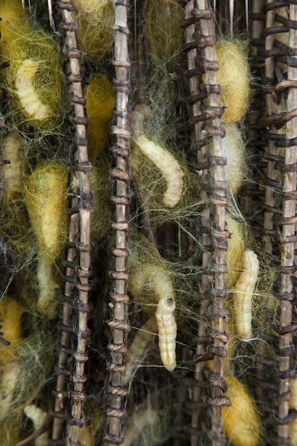 Silkworms