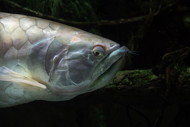 Silver arawana fish underwater portrait