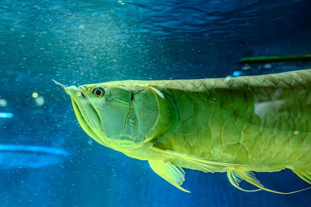 Silver arowana in black background Osteoglossum bicirrhosum South American freshwater bony fish of the family Osteoglossidae Silver arowanas are sometimes kept in aquariums