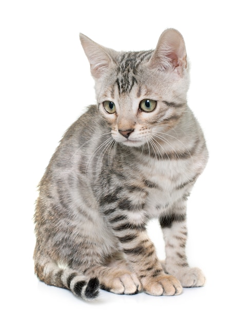 silver bengal kitten