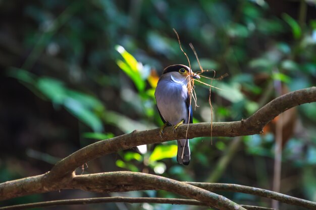 Silver-breasted Broadbill beautiful bird on a branch