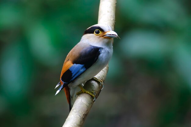 Silver-breasted Broadbill Serilophus lunatus Beautiful Male Birds of Thailand