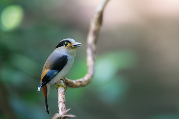 Silver-breasted Broadbill