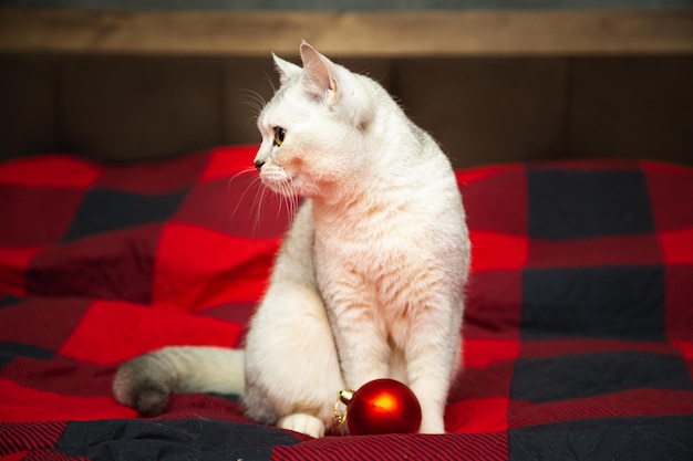 Silver British cat plays with a Christmas ball