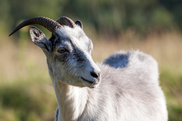 Silver colour goat with beautiful big horns in the meadow