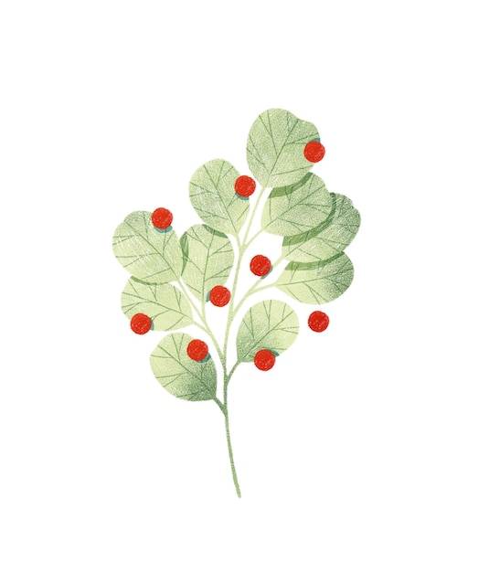 Silver dollar green eucalyptus tree branch with leaves and red berries botanical illustration