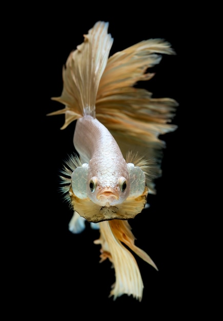 Silver gold long half moon Betta fish.