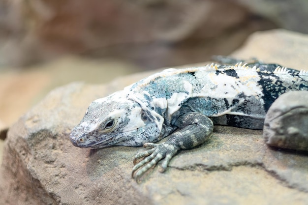 Silver iguana rests on a rock Symbol of the year 2024 dragon