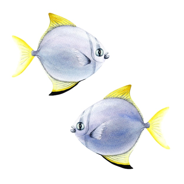 Silver moony coral reef fish Watercolor illustration isolated on white background