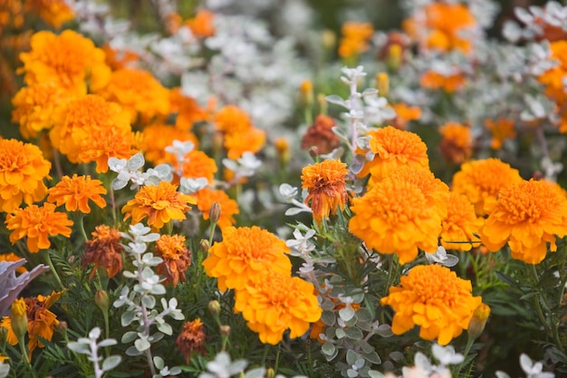 Silver and orange flower bed with Silver Ragwort and Tagetes