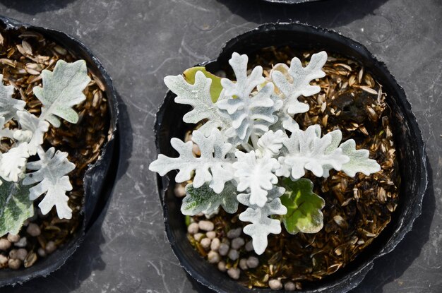 Silver Ragwort Dusty Miller