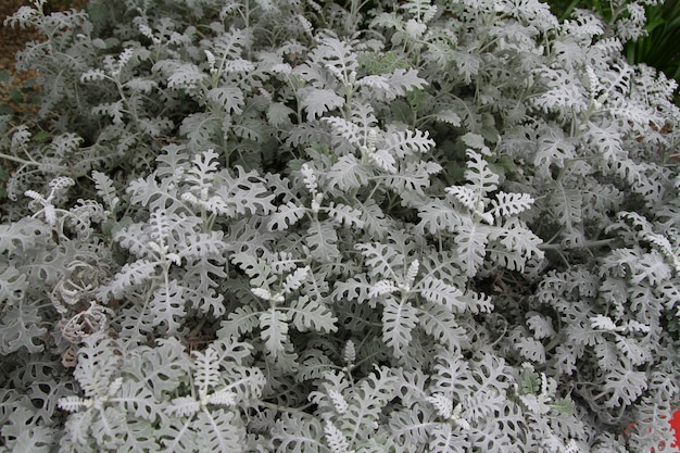 Silver ragwort is gray plant 