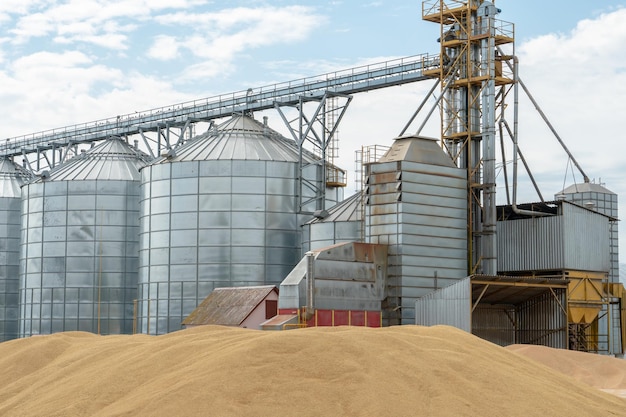 Silver silos on agro manufacturing plant for processing drying cleaning and storage of agricultural products flour cereals and grain Iron barrels A large pile of grain near the granary elevator