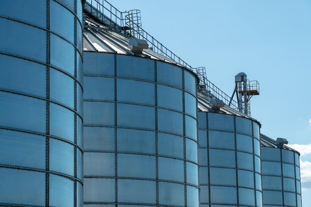 Silver silos on agro manufacturing plant for processing drying cleaning and storage of agricultural products flour cereals and grain Large iron barrels of grain Granary elevator