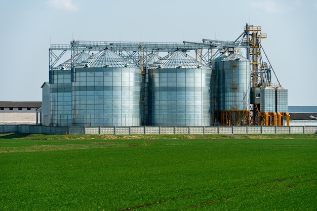 Silver silos on agro manufacturing plant for processing drying cleaning and storage of agricultural products flour cereals and grain Large iron barrels of grain Granary elevator