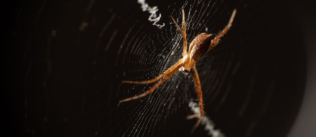 Silver spider in its web seen through a macro lens, selective focus.