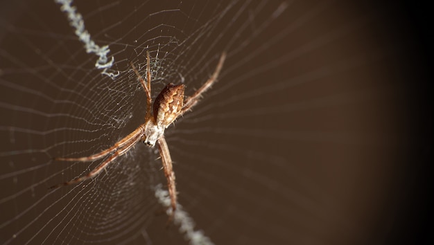 Silver spider in its web seen through a macro lens, selective focus.