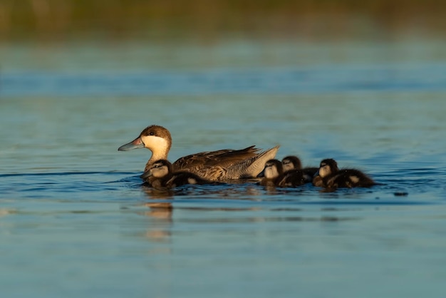 Silver teal Spatula versicolor with chicks La Pampa Province Patagonia Argentina