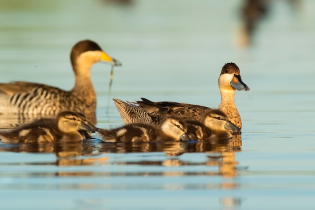 Photo silver teal spatula versicolor with chicks la pampa province patagonia argentina