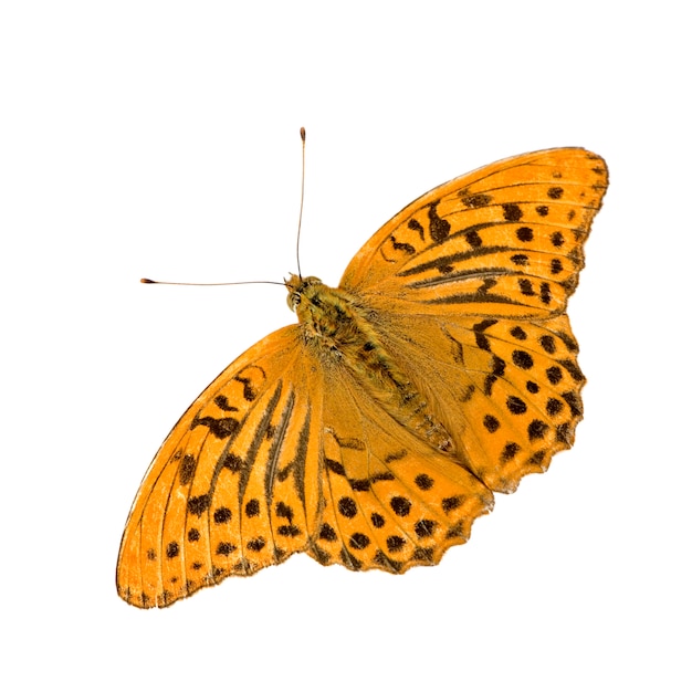 Silver Washed Fritillary Butterfly on white