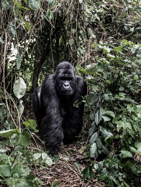 Silverback mountain gorilla in the Virunga National Park, Africa, DRC, Central Africa.