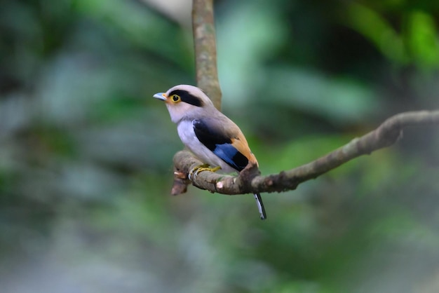 Silverbreasted broadbill bird Taking dry wood to make a nest before the coming mating season