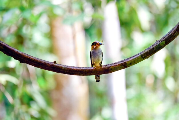 Silverbreasted Broadbill birds are eating insects to bring food to feed the young birds in the nest