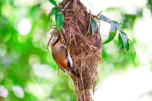 Silverbreasted Broadbill birds are eating insects to bring food to feed the young birds in the nest