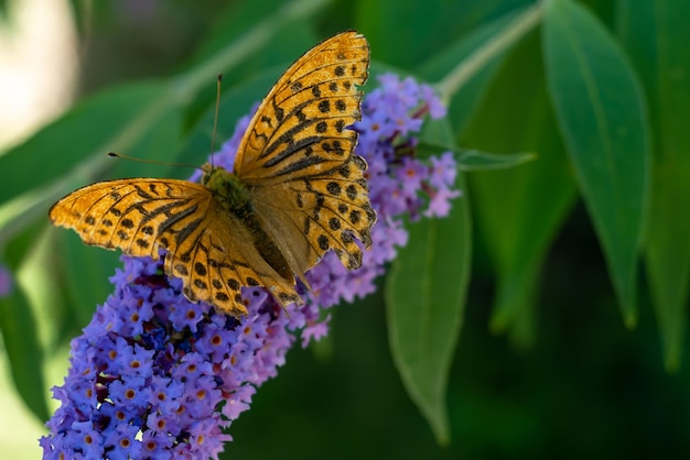 Silverwashed Fritillary or Argynnis paphia sitting on butterfly bushes