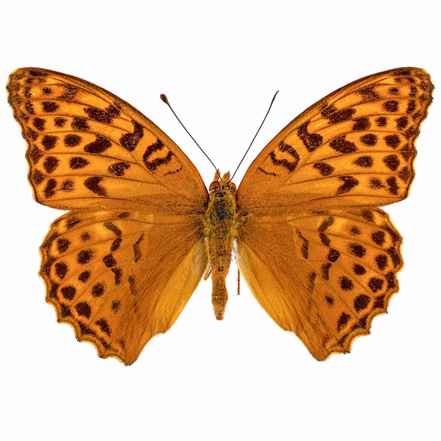 Silverwashed fritillary