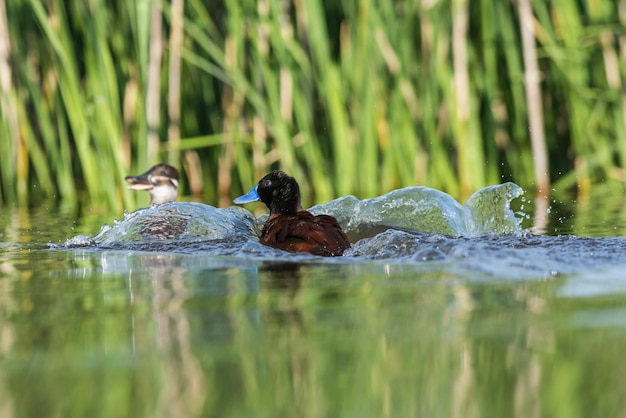 Silvery Grebe in lagoon environment La Pampa Province Patagonia Argentina