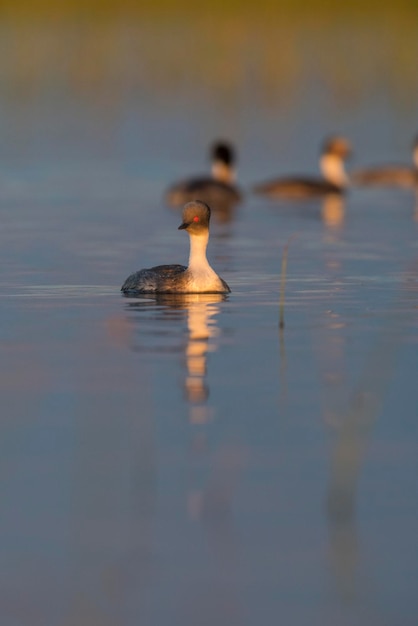 Silvery Grebe in Pampas lagoo environment Patagonia Argentina