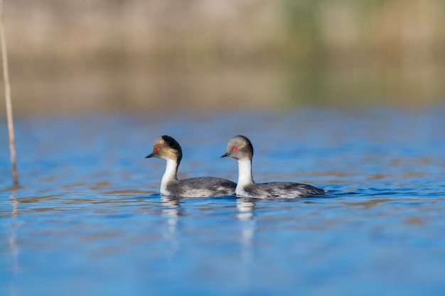 Silvery Grebe in Pampas lagoon environment Patagonia Argentina