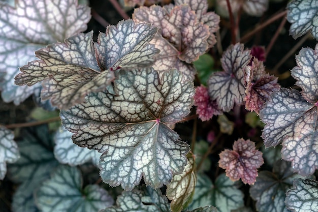 Silvery leaf heuchera with dark red veins in the spring. Gardening, hobbies, perennial flowers, landscaping.