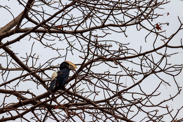 Silverycheeked hornbill Bycanistes brevis in Lake Manyara National Park Tanzania