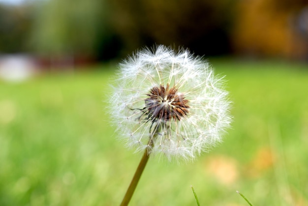 Simeon a parachute in the form of an anthodium of a dandelion on a background of a green grass