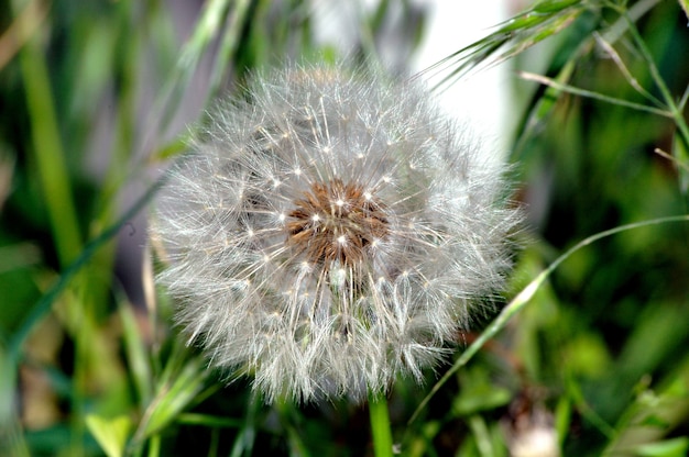 Simeon a parachute in the form of an anthodium of a dandelion on a background of a green grass