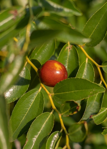 Simmondsia chinensis - jojoba - immature pilaf on a tree on a Sunny day