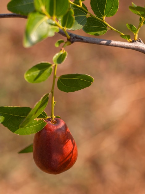 Simmondsia chinensis - jojoba - immature pilaf on a tree on a Sunny day