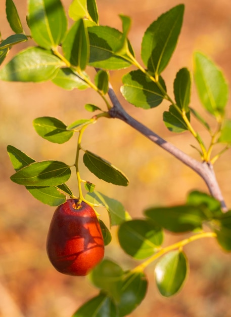 Simmondsia chinensis - jojoba - immature pilaf on a tree on a Sunny day