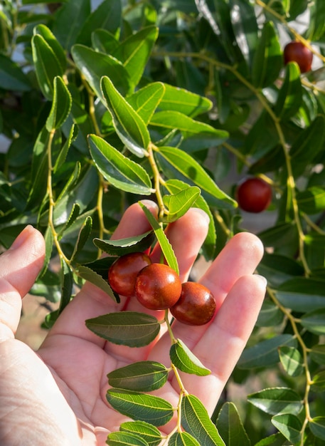 Simmondsia chinensis - jojoba - immature pilaf on a tree on a Sunny day