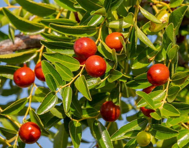 Simmondsia chinensis - jojoba - immature pilaf on a tree on a Sunny day