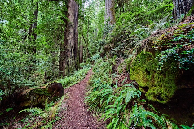 Simple dirt hiking trail through Redwoods forest