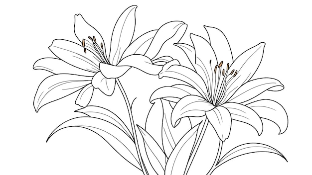 Photo simple and minimal lily flower line art design for coloring book