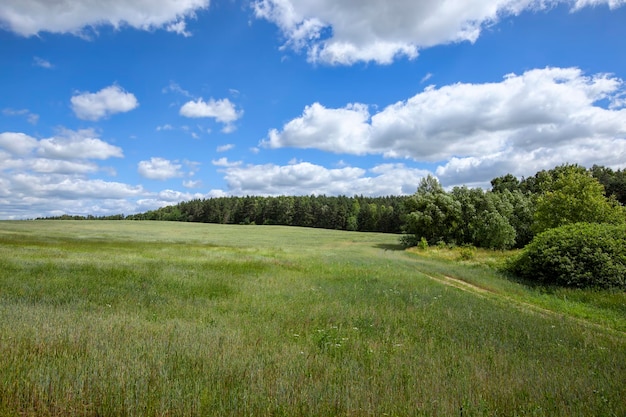 Simple plain grass weeds on the field in the summer season