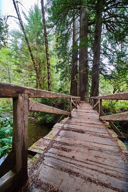 Simple rustic wood walking bridge in forest