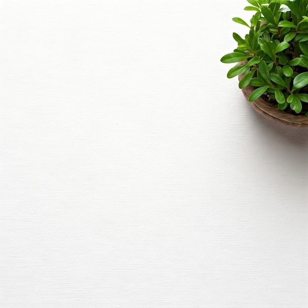 Simple Serenity A Potted Plant Against a Crisp White Background