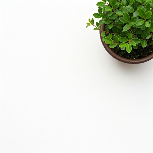 Simple Serenity A Potted Plant Against a Crisp White Background